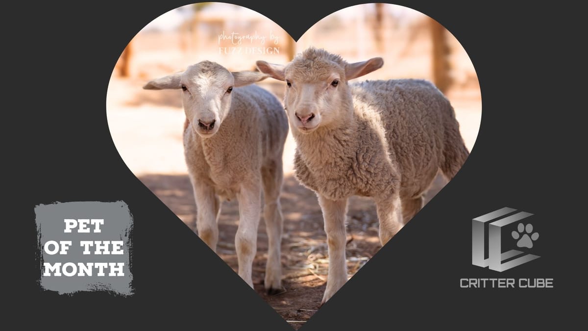 Pet of the month: November 2025