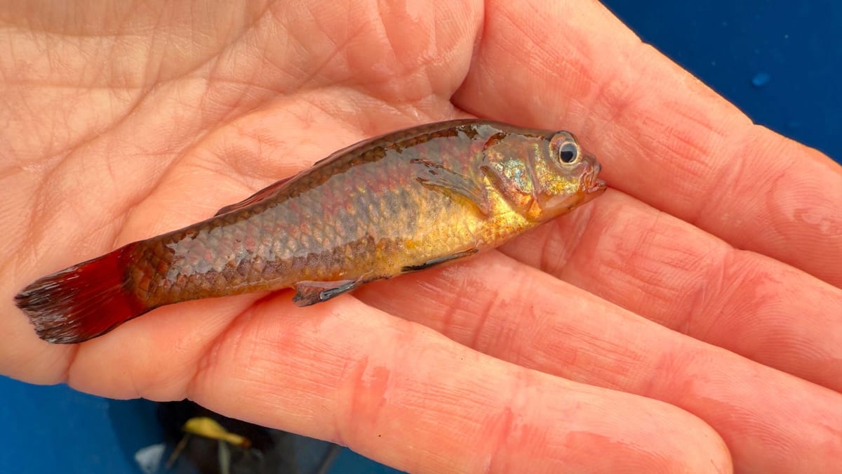 Can your farm dam help conserve a threatened native fish species?