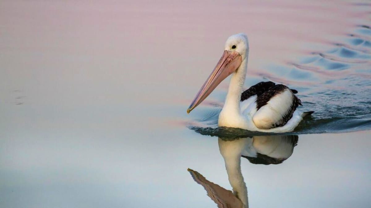 The lower Murray is officially on life support – will we save it?