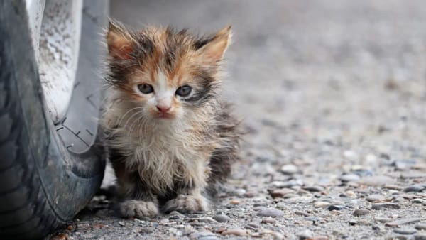 Murraylands animal welfare group wants cats to be managed better