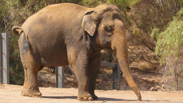 It’s elephant time at Monarto Safari Park