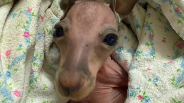 Wildlife SA joins community dollars initiative