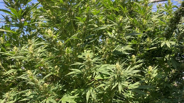 Cannabis crackdown continues with third arrest this month