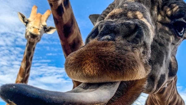 Monarto Safari Park prepares to open new visitor centre, offers a discount to locals