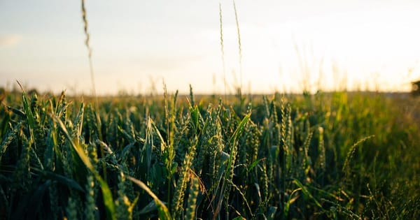 GM crops debate splits farmers, consumers