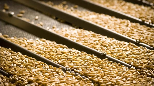Lower Murray grain harvest of 2020-21 was second biggest ever 