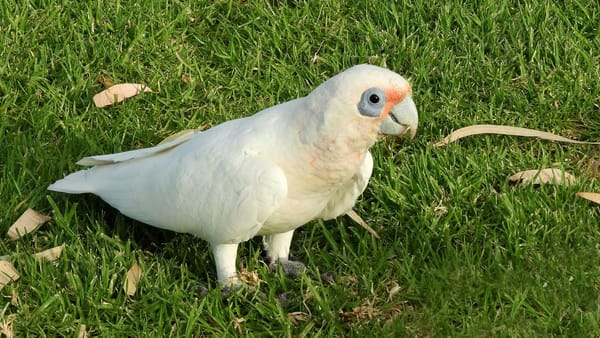 Corella sanctuary at Swanport Wetland may keep pest birds away from Sturt Reserve