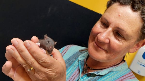 Who breeds the rats that snakes eat?