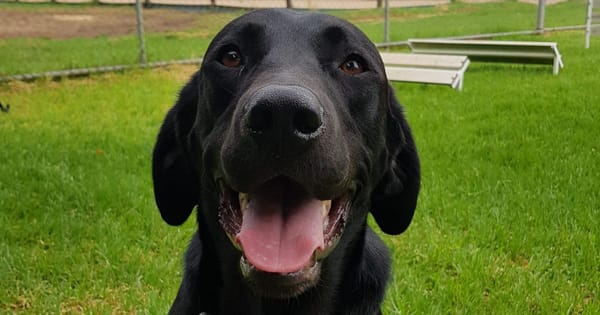 Police news: Drug dog sniffs out cannabis at Palmer