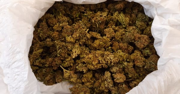 Cannabis, cash, guns found in drug raid at Palmer