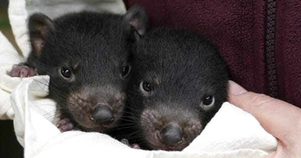 Devils' details are in: Monarto Safari Park confirms two boys, two girls