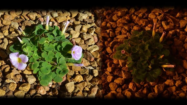 Life Through the Lens: Light lifts us out of the darkness