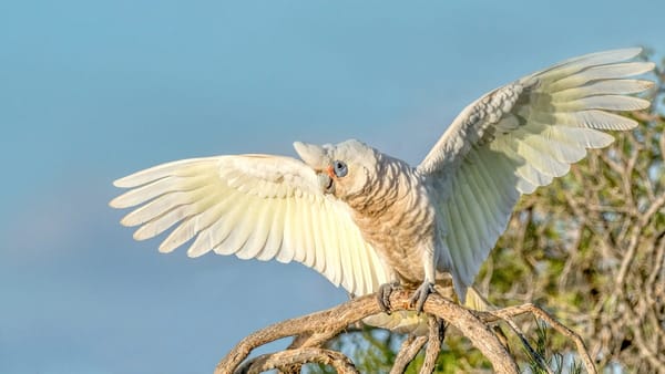 Corella cull planned on Murray Bridge’s riverfront