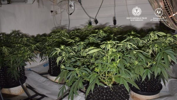 Cannabis crop uncovered at Murrawong