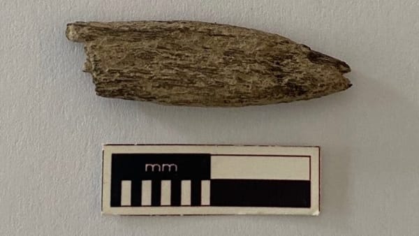 Bone tool found near Avoca Dell could be 5300 years old, archaeologist says