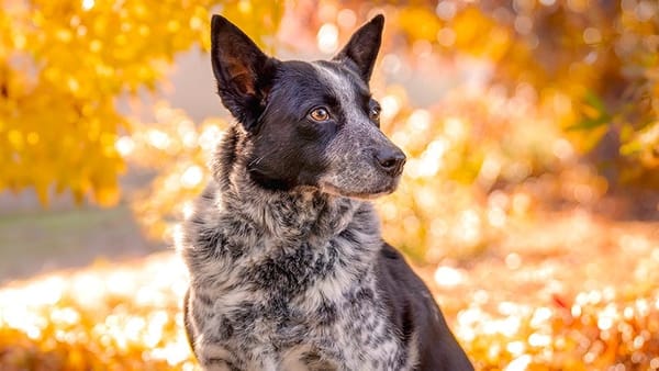 Furever Farm launches pet calendar contest