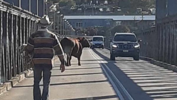 Escaped bull stops traffic on old Murray Bridge