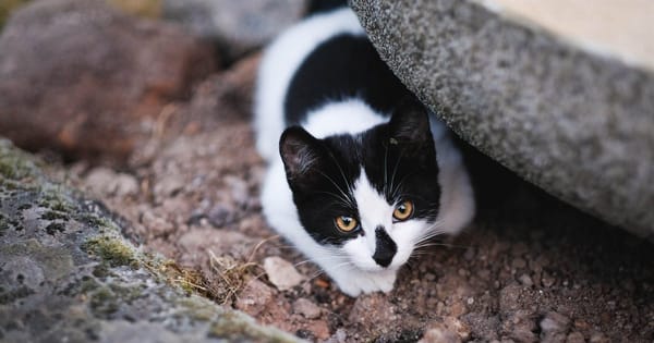 Cats keep their freedom after curfew plan is defeated