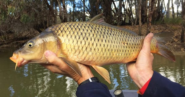 Doubts cast on carp virus plan, delayed until at least 2021