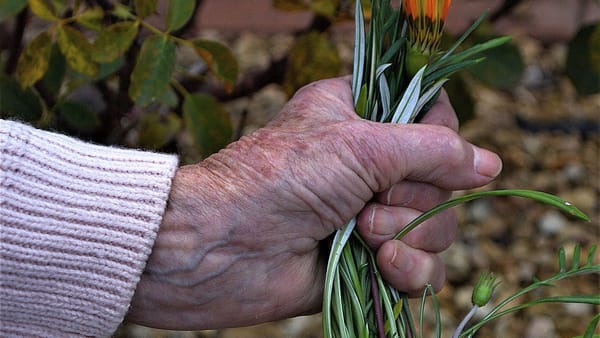 Life Through the Lens: Weeds and us