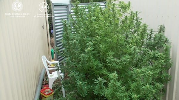 Murray Bridge man arrested for growing cannabis