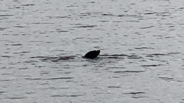 Seal sighted in the River Murray near Wall Flat