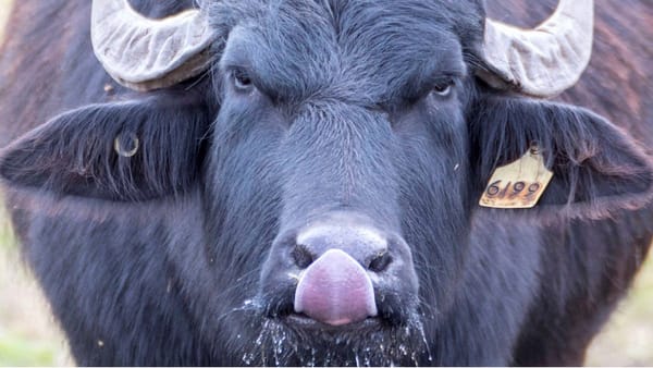 Mypolonga named a finalist in 2021 Ag Town of the Year awards