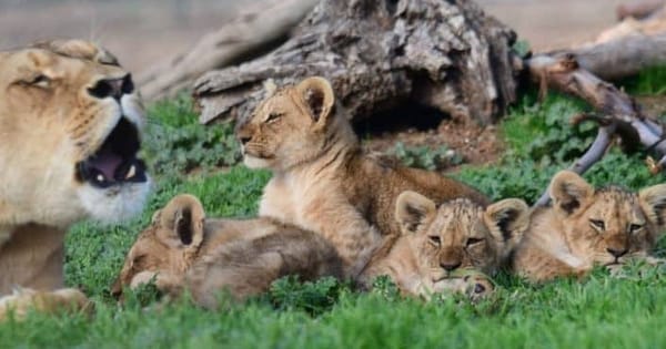 Monarto Safari Park to re-open within weeks