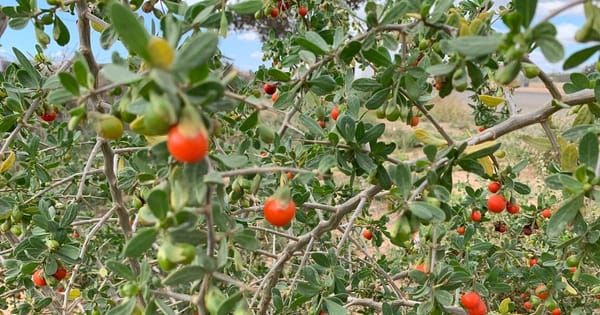 Landscape SA declares war on African boxthorns