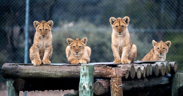 Monarto Safari Park reopens after three-month shutdown