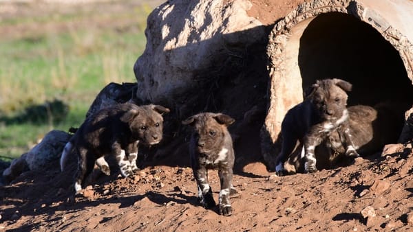 African painted puppies born at Monarto Safari Park