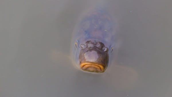 National Carp Control Plan is finished – now what happens?