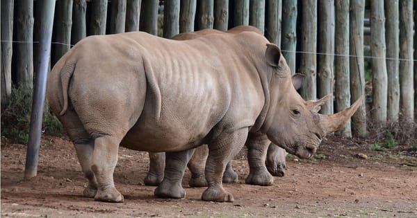 Baby rhino due this month at Monarto Safari Park