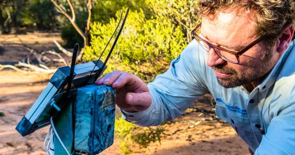 Surveillance system watches for natural-born (malleefowl) killers