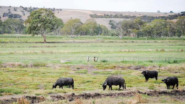 Vote for Mypolonga as South Australia’s agricultural town of the year
