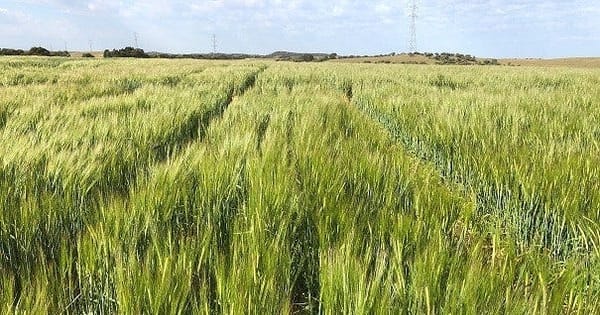 GM crops debate: Should they be allowed in the Murraylands?