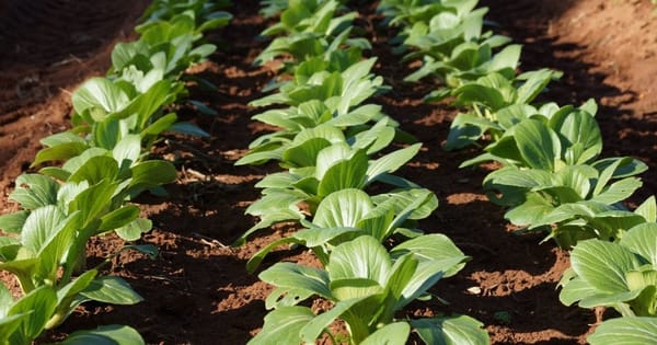 River Murray water allocations reach 100 per cent