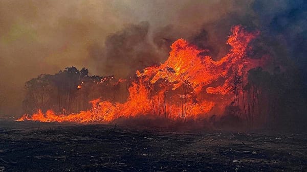 Life Through the Lens: We all need a prescribed burn sometimes
