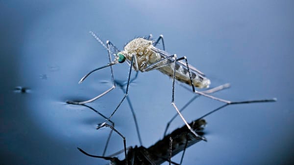 Japanese encephalitis study needs SA blood donors