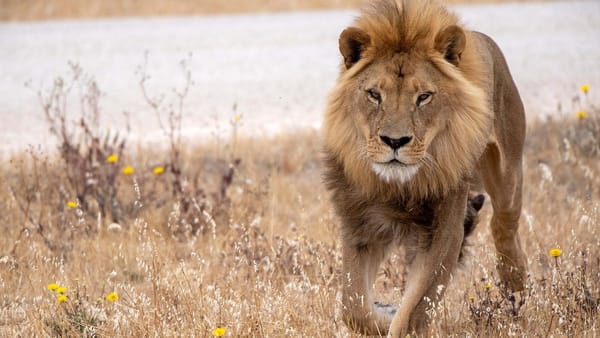 Four Murraylands businesses nominated for 2021 SA Tourism Awards