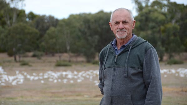 Corellas are winning, humans are losing on Murray Bridge's riverfront