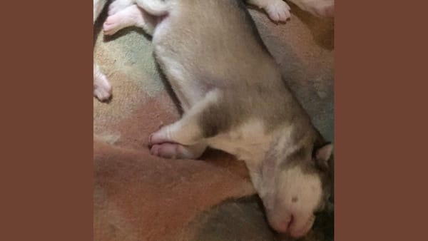 Puppy theft leaves Murray Bridge dog breeder heartbroken