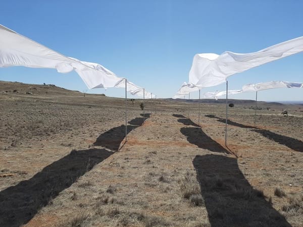 SA artist wins top prize at Palmer Sculpture Biennial