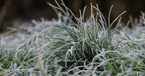 Coldest August morning on record makes Murray Bridge shiver
