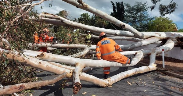Trees fall on car, house as windy weather whacks Murraylands