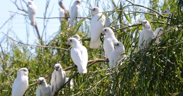 Corella sanctuary could draw pest birds away from townships, councillor says