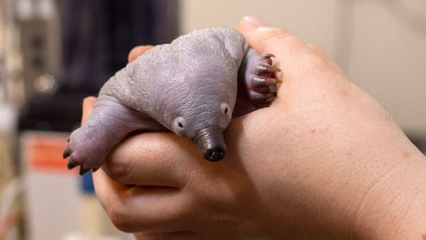 Zoos SA announces baby echidna’s arrival on Vet Nurse Day