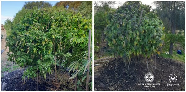 Cannabis bust made at Tungkillo