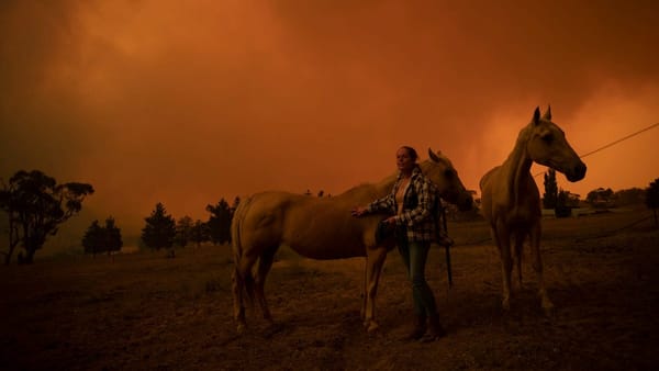 Bushfire refuge for horses to be built in Murray Bridge