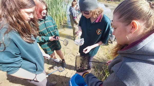 Could an endangered fish be saved at this dam in Murray Bridge?